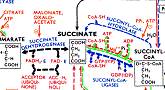 biochemical pathways