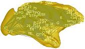 brain connectivity